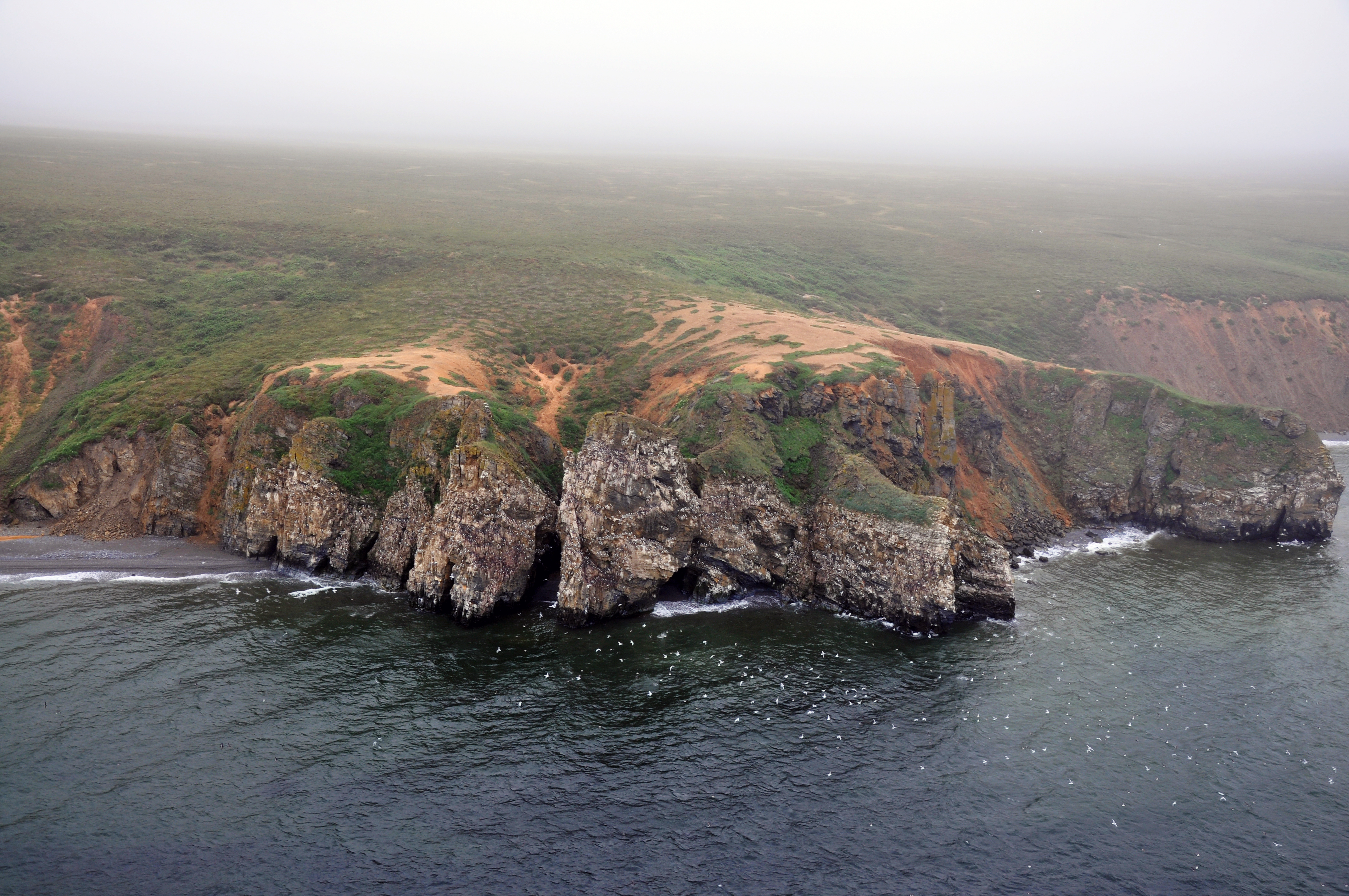 An aerial view of rookery sites at Sullivan Bluffs with birds dotting the sky.